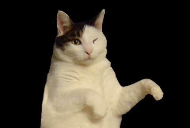 Kitty Cat Dance meme template - Kitty Cat Dance