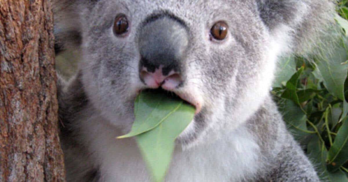 Koala Copypasta meme template - Koala Copypasta
