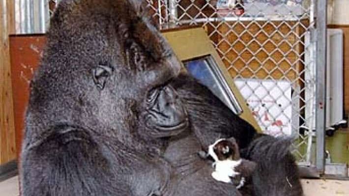 Koko the Gorilla meme template - Koko the Gorilla