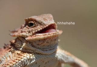 Laughing Lizard / hhhehehe meme template - Laughing Lizard