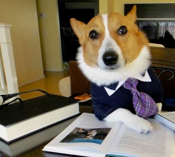 Lawyer Dog meme template - Lawyer Dog