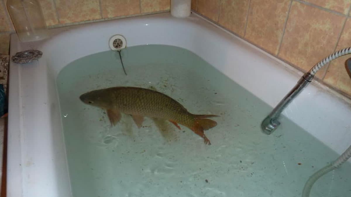 Le Fishe meme template - Le Fishe