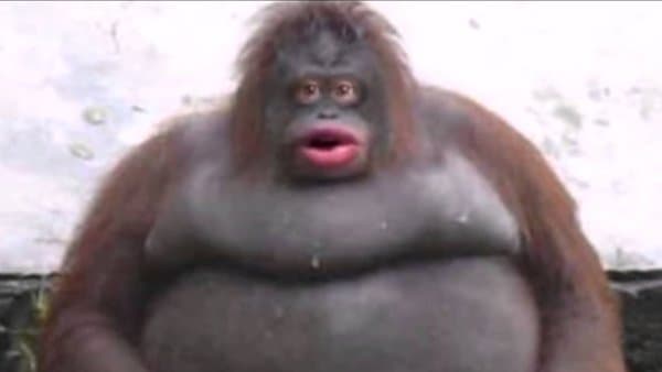 Le Monke / Uh Oh Stinky meme template - Le Monke