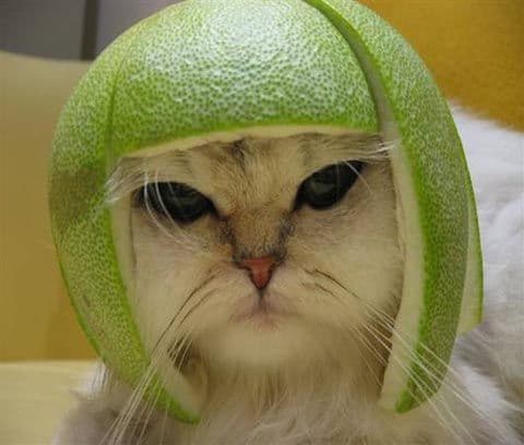 Limecat meme template - Limecat
