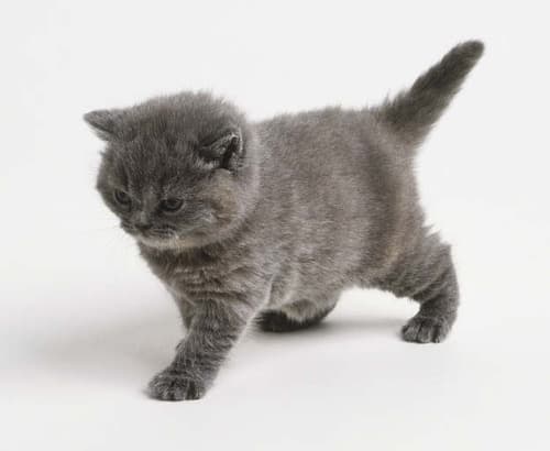 Little Grey Cat meme template - Little Grey Cat