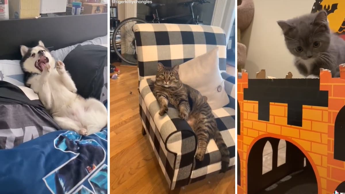 Look At This Distinguished Gentleman meme template - Look At This Distinguished Gentleman