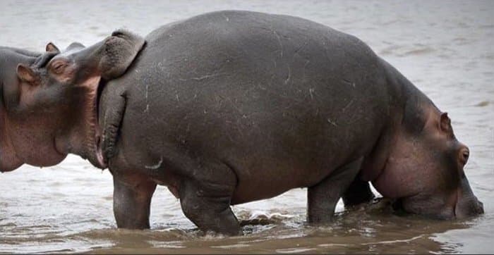 Lookin' Like A Snack meme template - Lookin' Like A Snack