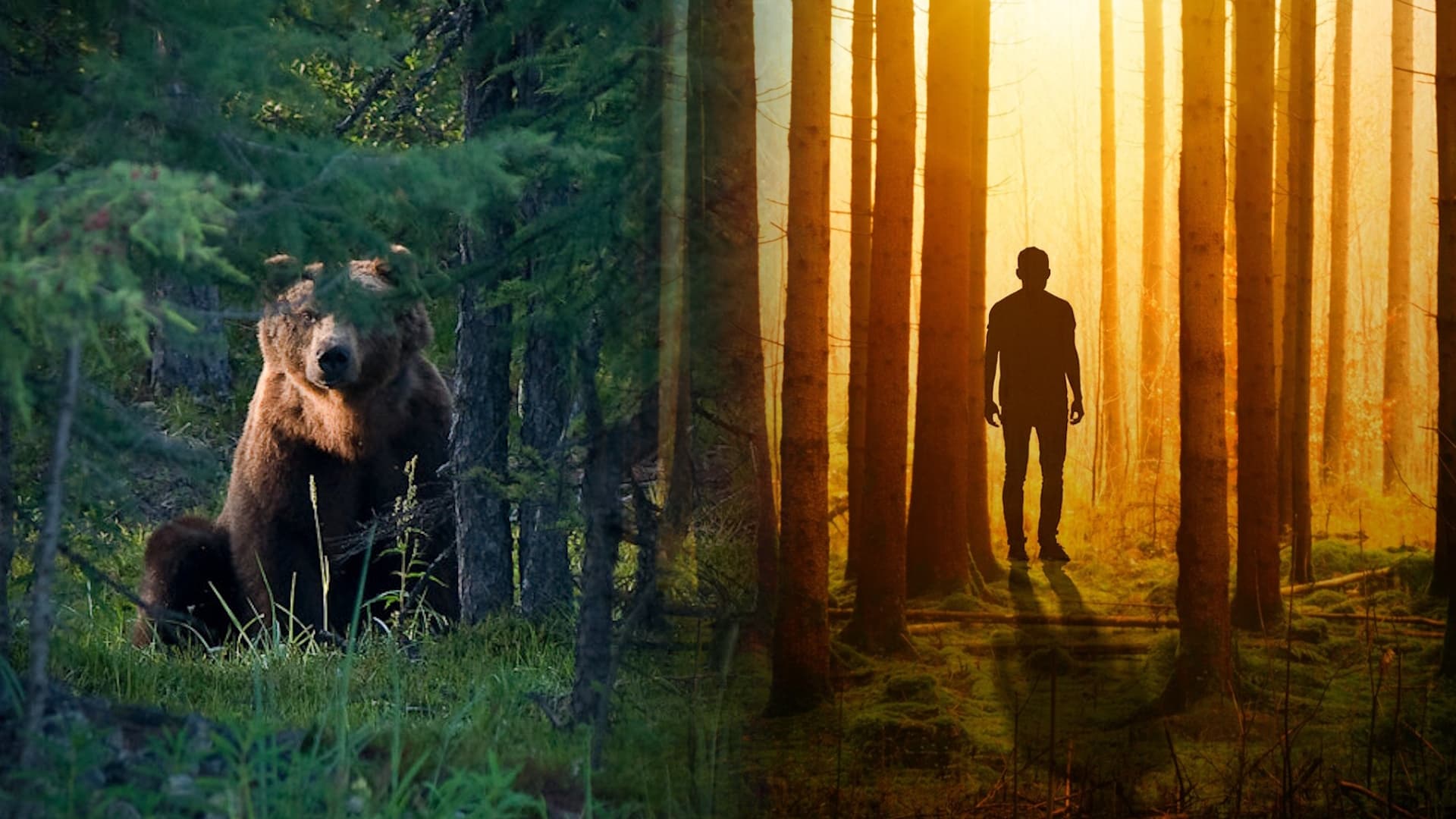 Man or Bear in the Woods Question meme template - Man or Bear