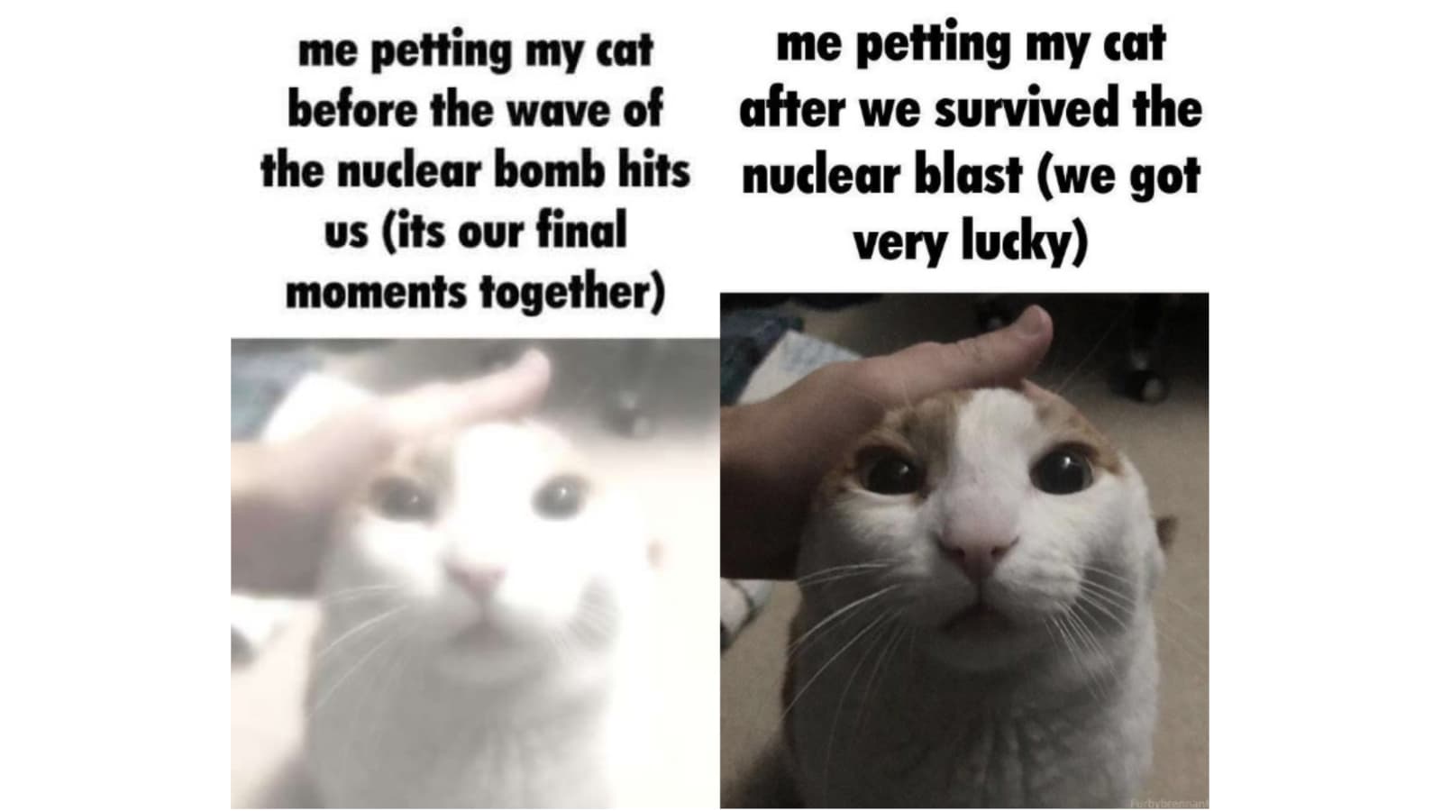 Me Petting My Cat Before the Nuclear Blast meme template - Me Petting My Cat