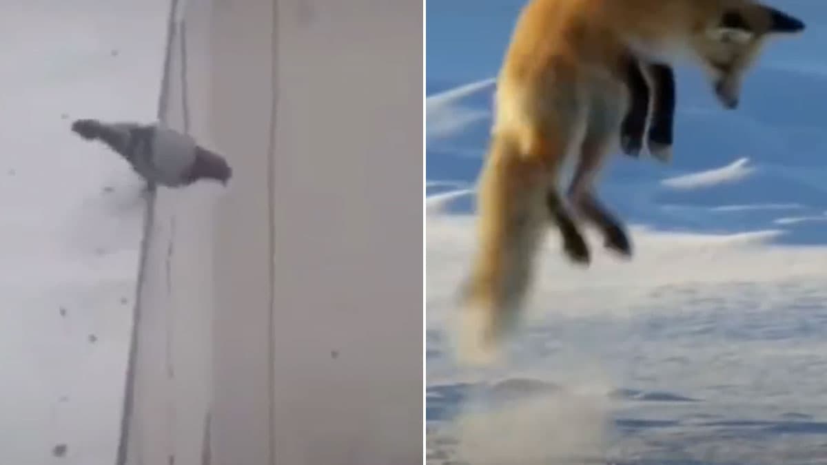 Me Voy Matar Weee meme template - Me Voy Matar Weee