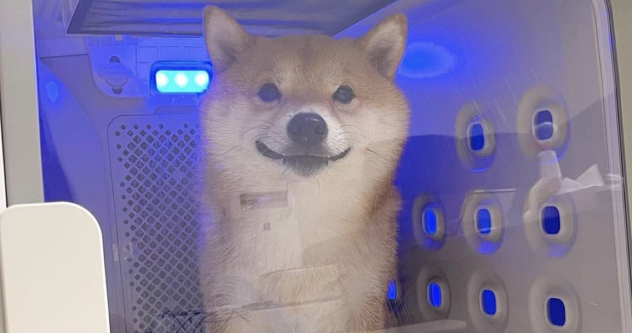 Mein Scheiss Hund Gniesbert meme template - Mein Scheiss Hund Gniesbert