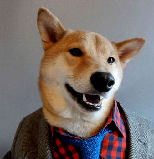 Menswear Dog meme template - Menswear Dog