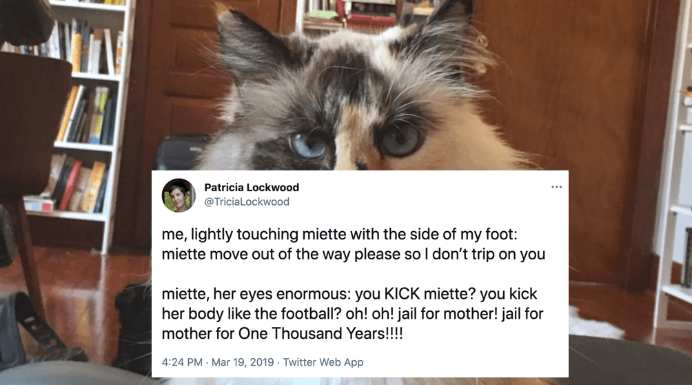 Miette meme template - Miette Cat