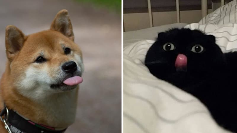 Mlem meme template - Mlem