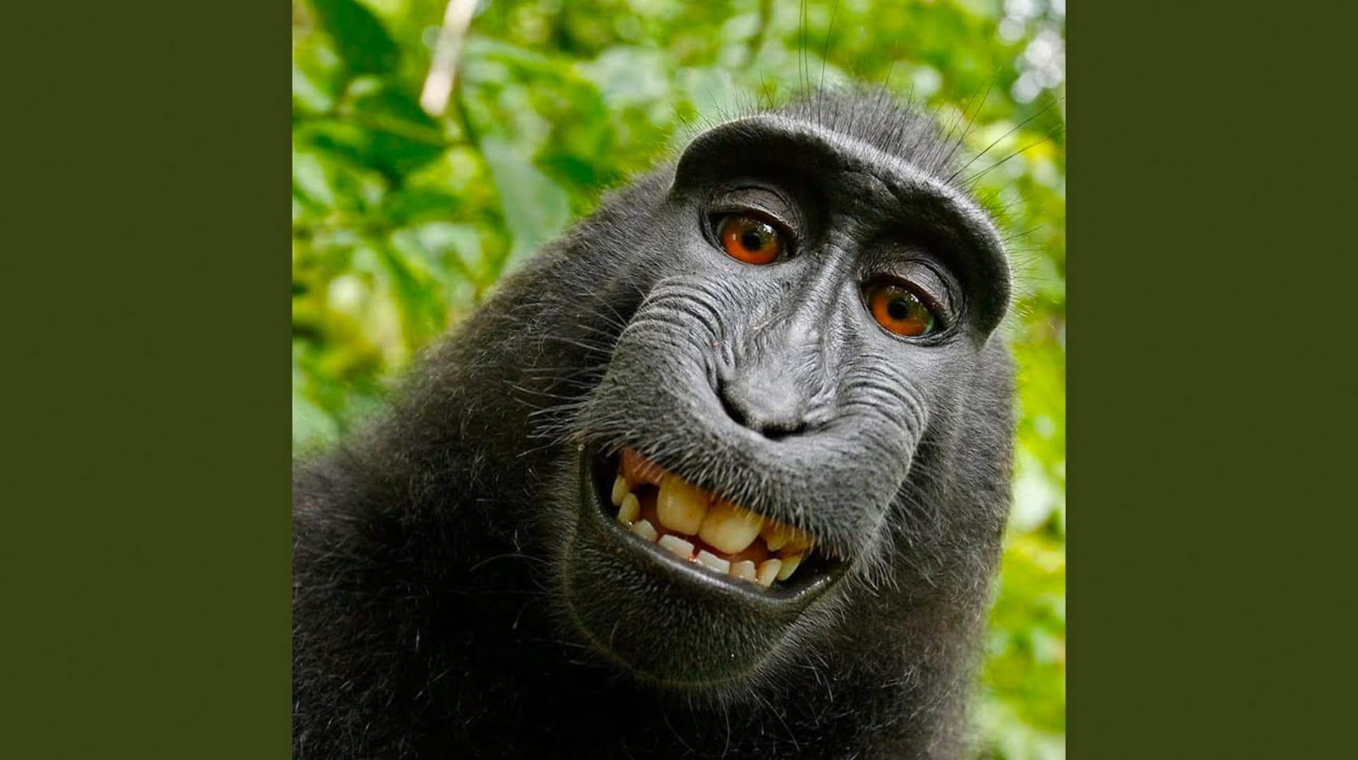 Monki (Doesn't Wear Any Pants) meme template - Monki Doesn't Wear Any Pants