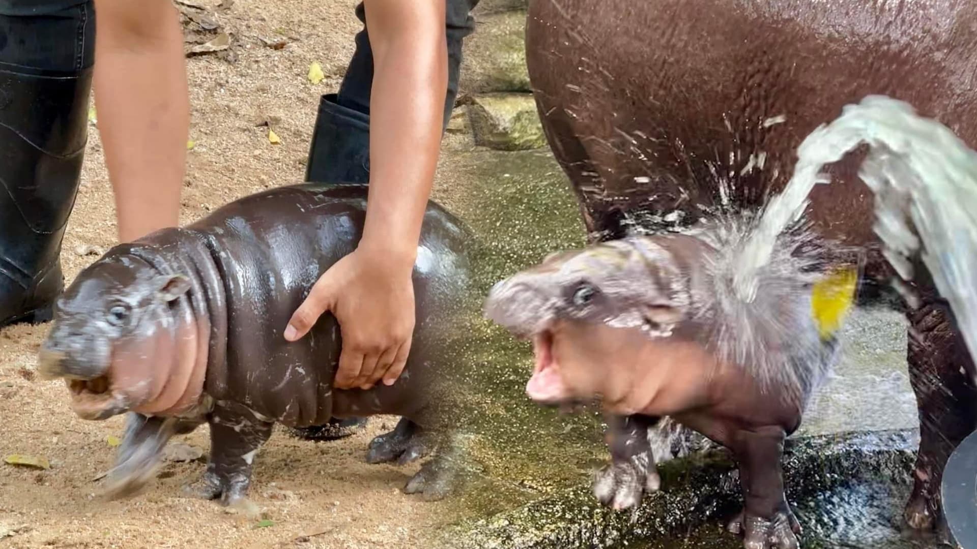 Moo-Deng the Baby Hippo meme template - Moo-Deng