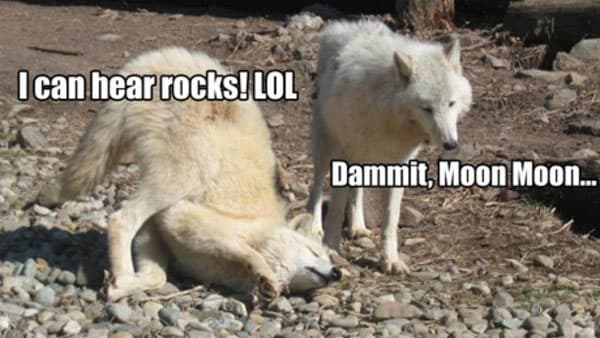 Moon Moon meme template - Moon Moon