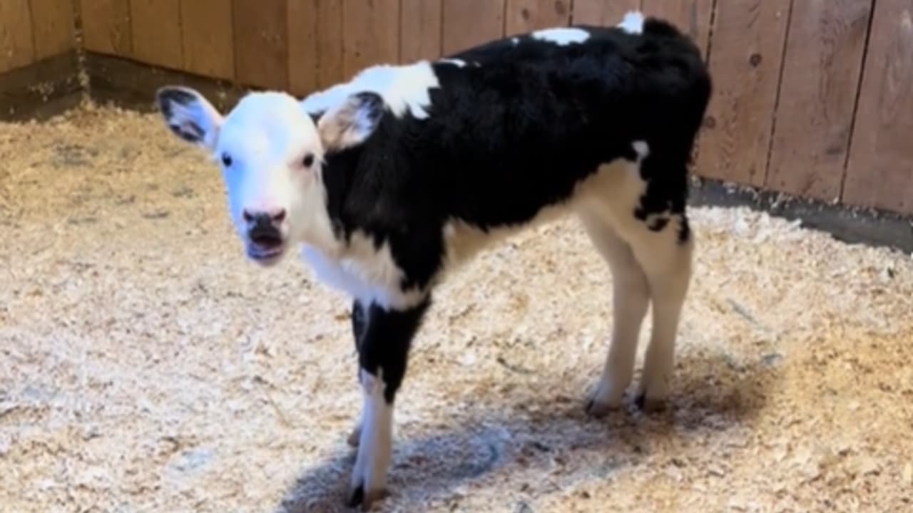 Moothew / Matthew Moo / Zesty Cow / You Found Your Moo meme template - Matthew Moo