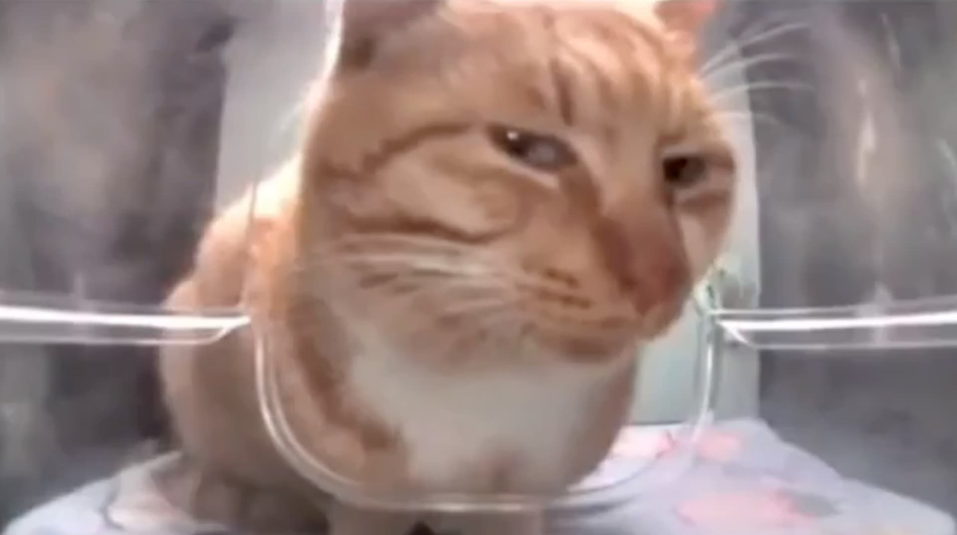 Mr. Fresh / Side Eye Cat meme template - Mr Fresh