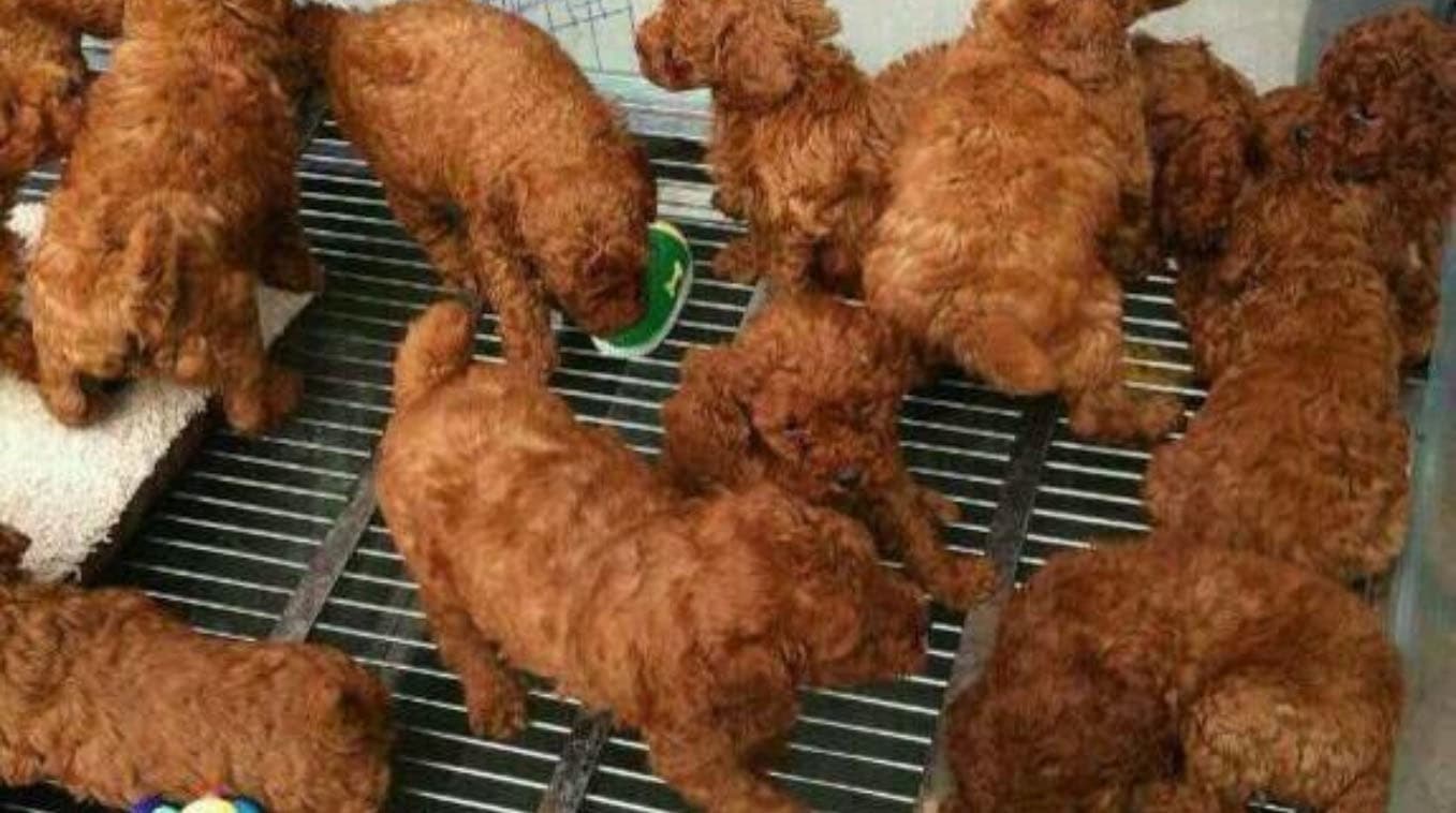 My Fatass Thought This Was Fried Chicken meme template - My Fatass Thought This Was Fried Chicken