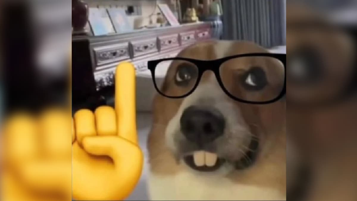 Nerd Dog meme template - Nerd Dog
