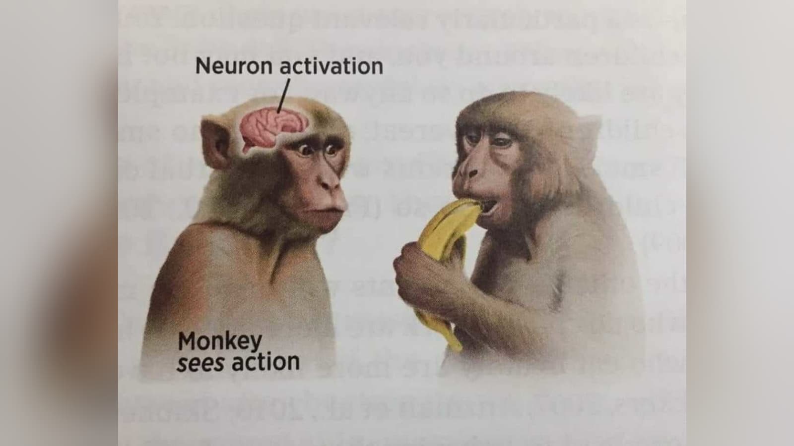 Neuron Activation meme template - Neuron Activation
