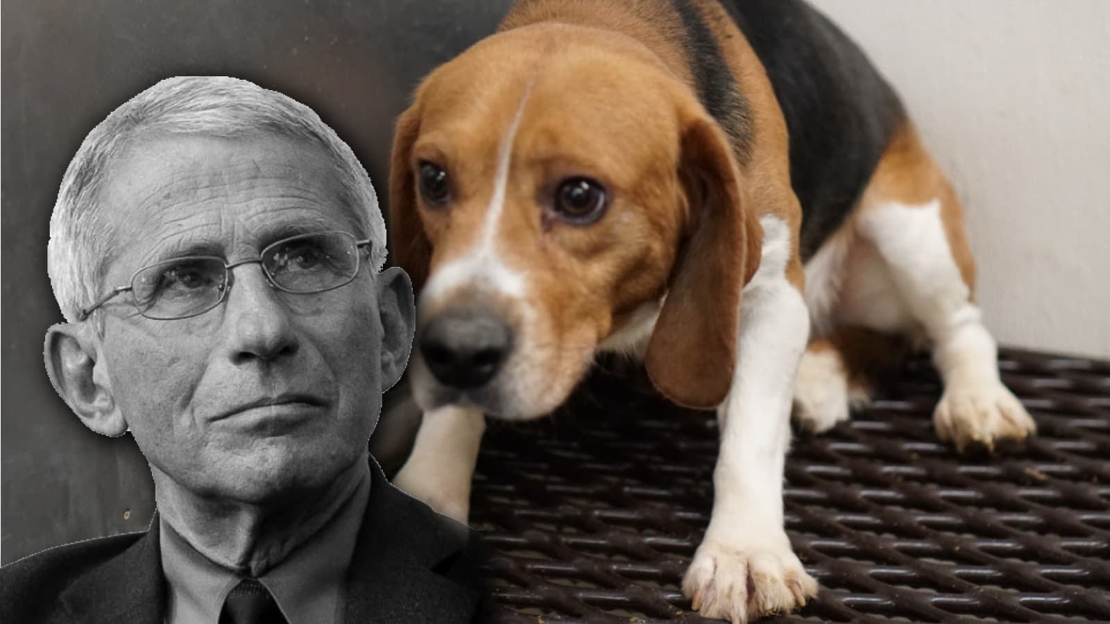 NIAID's Funding of Dog Experiments meme template - NIAID Dog Experiment