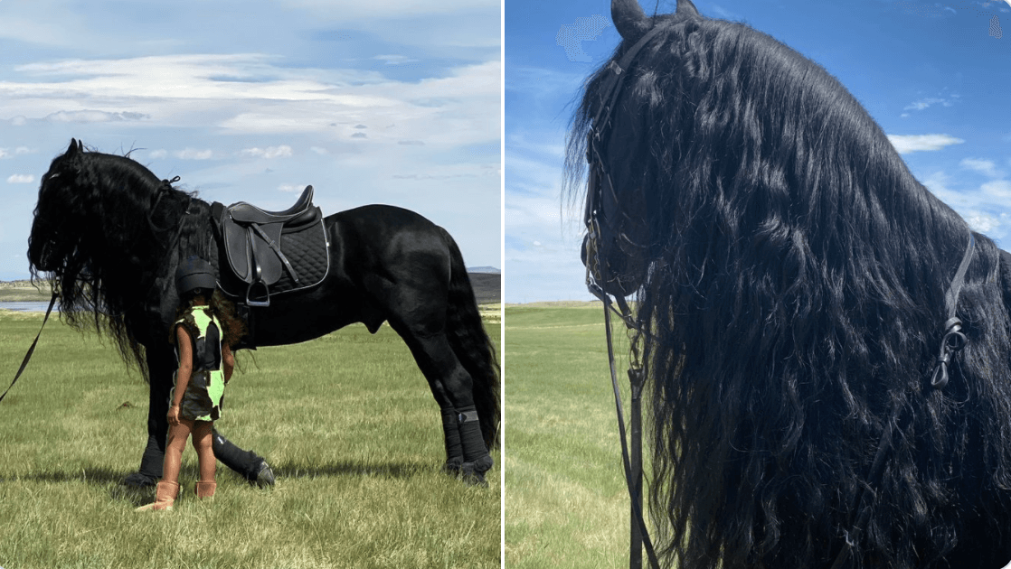 North West's Friesian Horse meme template - North West Friesian Horse