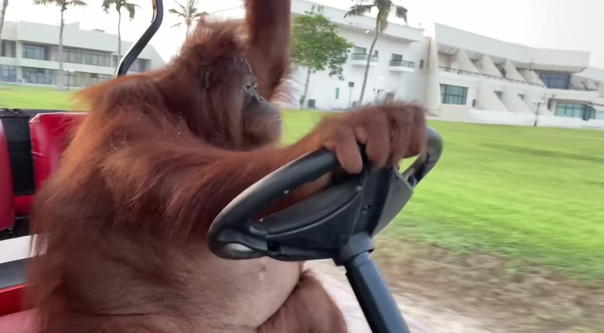 Orangutan Driving Golf Cart meme template - Orangutan Driving Golf Cart