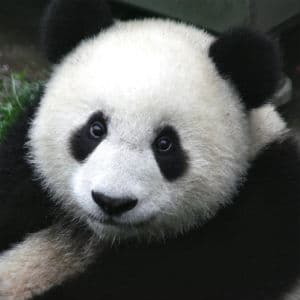 Pandas meme template - Panda