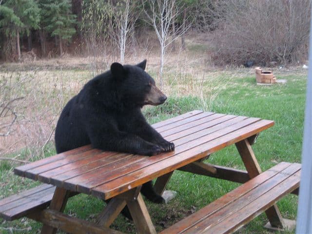 Patient Bear / Bear Sitting At Table meme template - Patient Bear