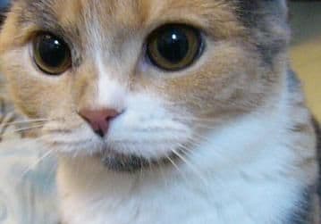 Peter the Cat (The King of /b/) meme template - Peter the Cat