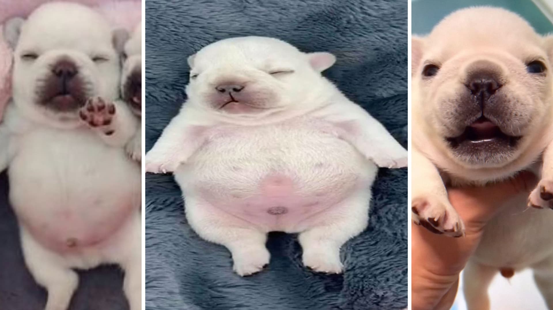 Pibble meme template - Pibble