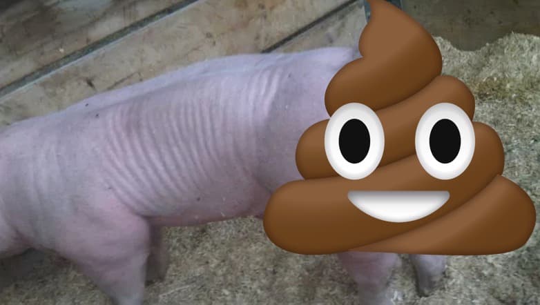 Pig Poop Balls meme template - Pig Poop Balls