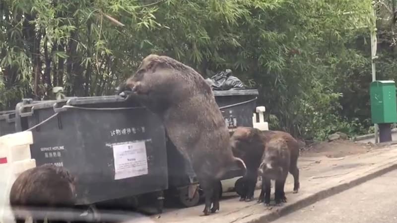 Pigzilla meme template - Pigzilla