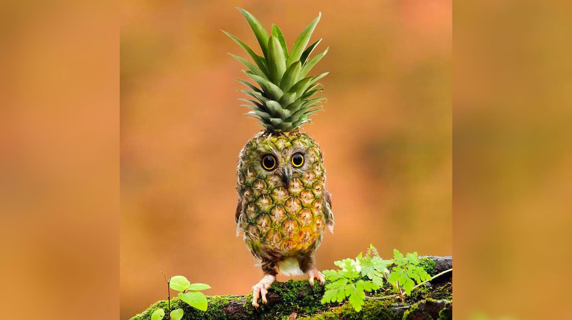 Pineapple Owl meme template - Pineapple Owl