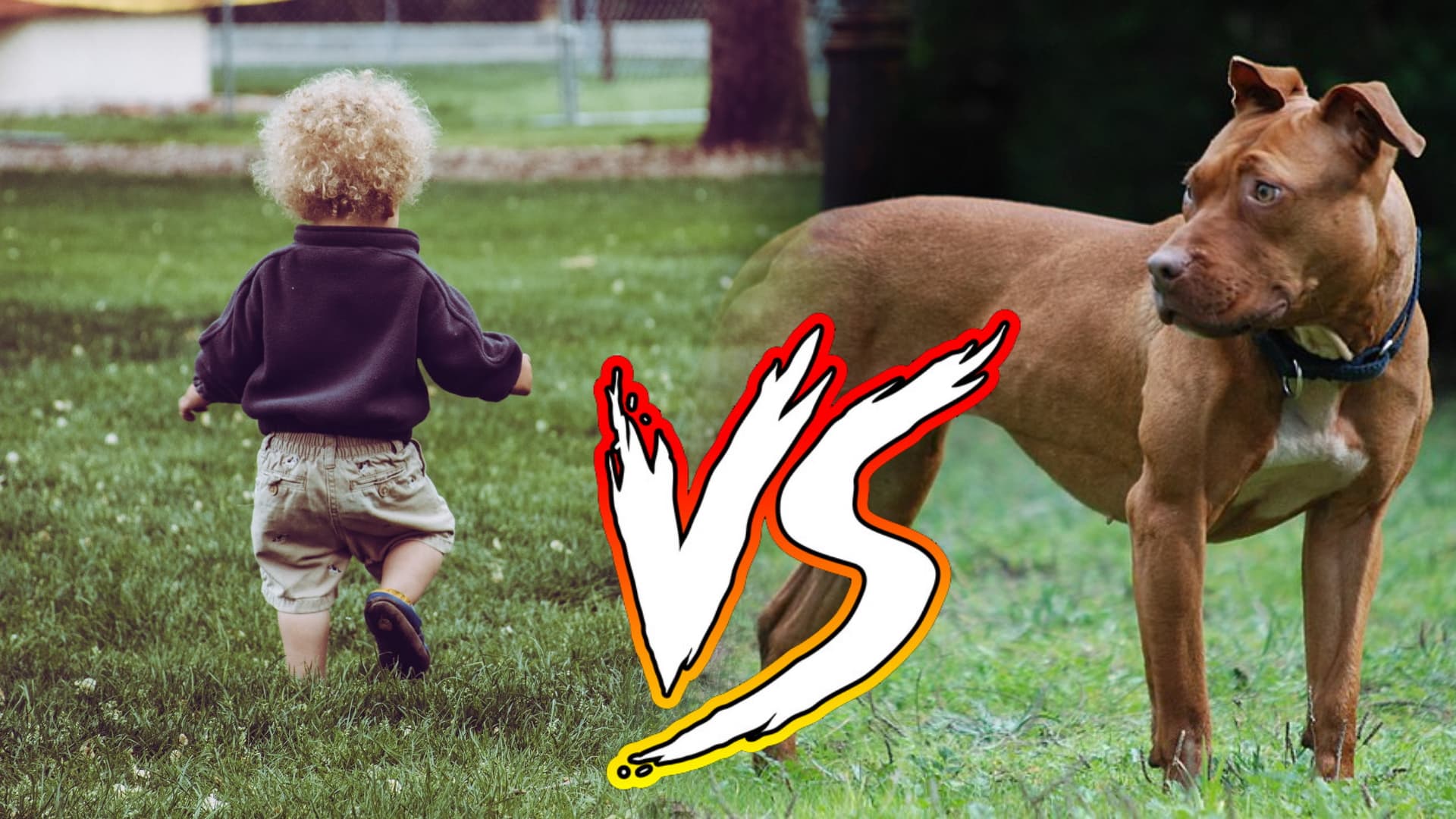 Pitbulls vs. Toddlers meme template - Pitbulls vs Toddlers