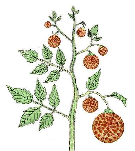 Pizza is a Vegetable meme template - Pizza is a Vegetable