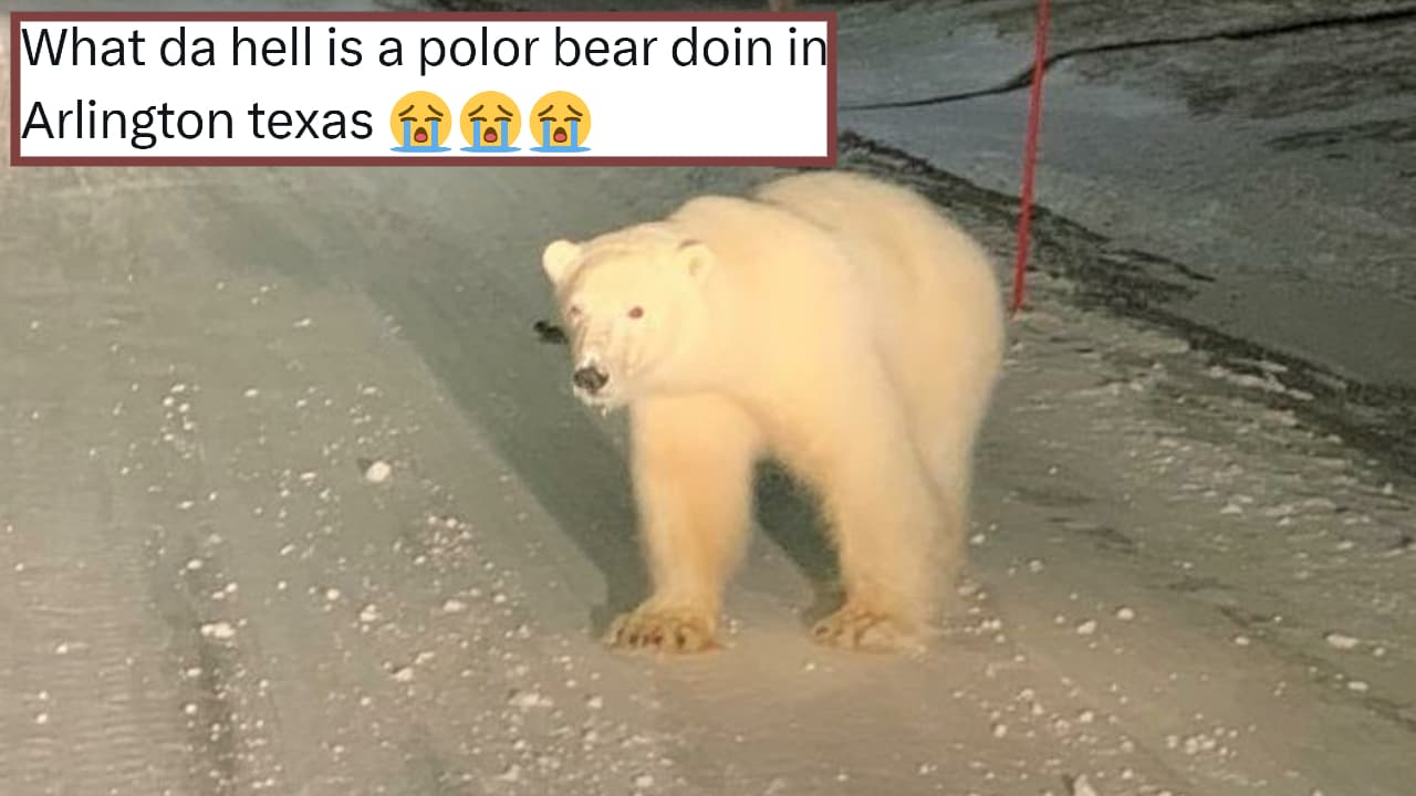 Polar Bear In Arlington Texas meme template - Polar Bear In Arlington Texas