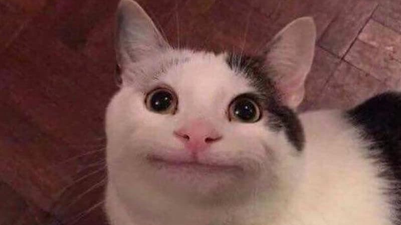 Polite Cat meme template - Polite Cat