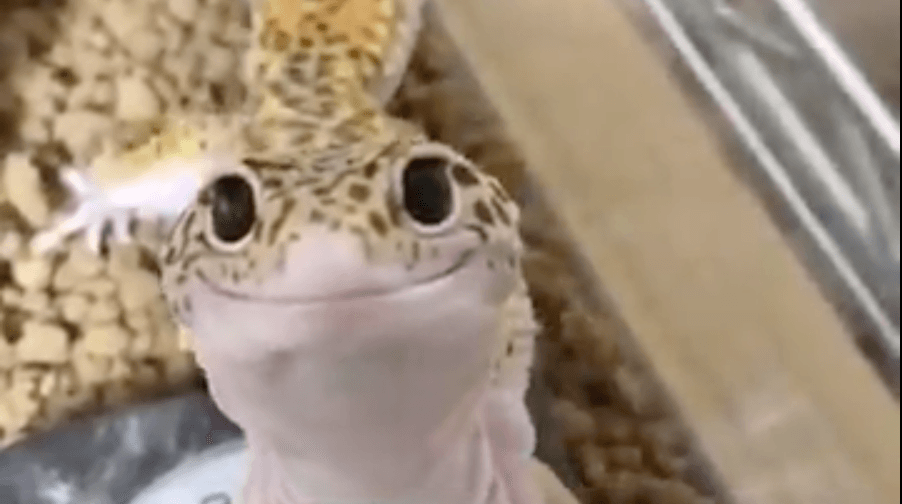 Polite Lizard meme template - Polite Lizard