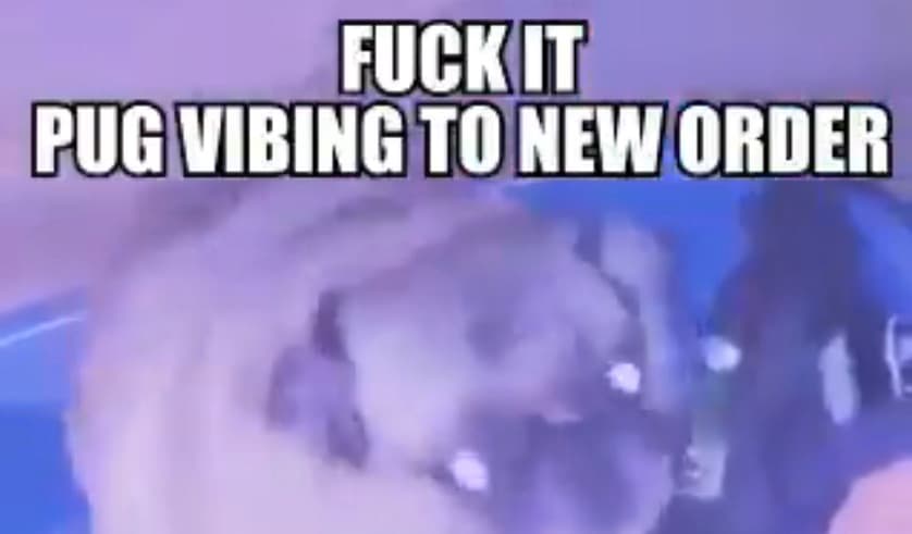 Pug Vibing meme template - Pug Vibing