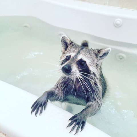 Pumpkin the Raccoon meme template - Pumpkin the Raccoon