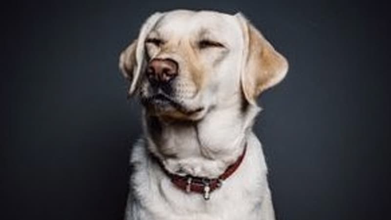 Racism WatchDog meme template - Racism Watchdog