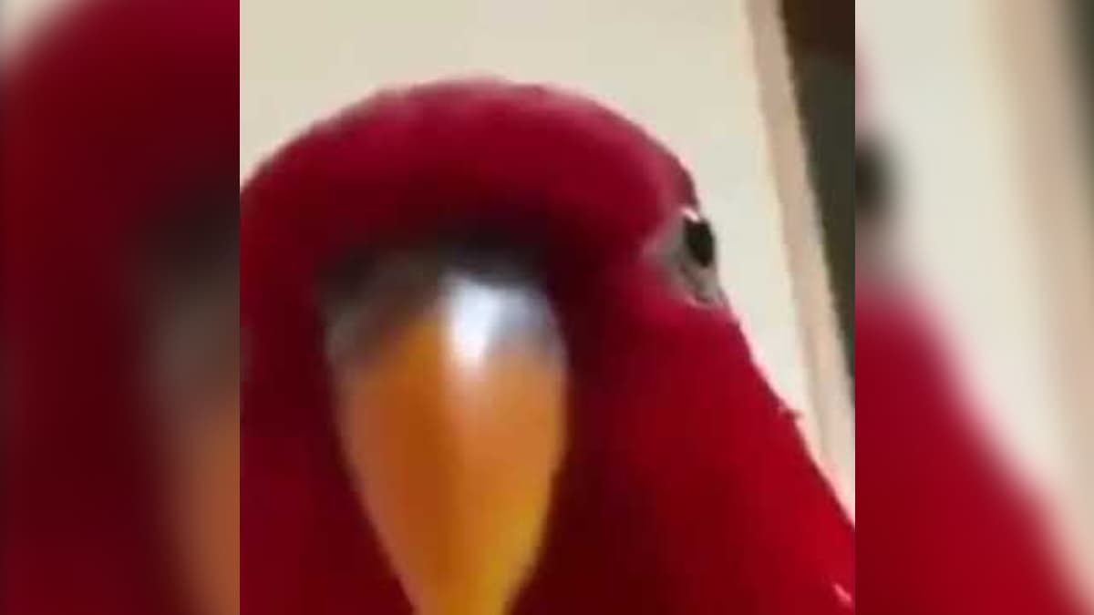 Red Bird Laughing Then Staring meme template - Red Bird Laughing Then Staring