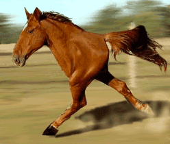 Retarded Running Horse / Two Legged Horse meme template - Retarded Running Horse