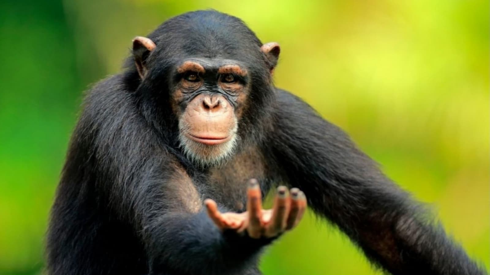 Return to Monke meme template - Return to Monke