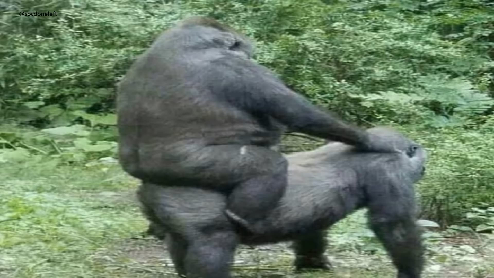 Ride Wife, Life Good meme template - Ride Wife Life Good