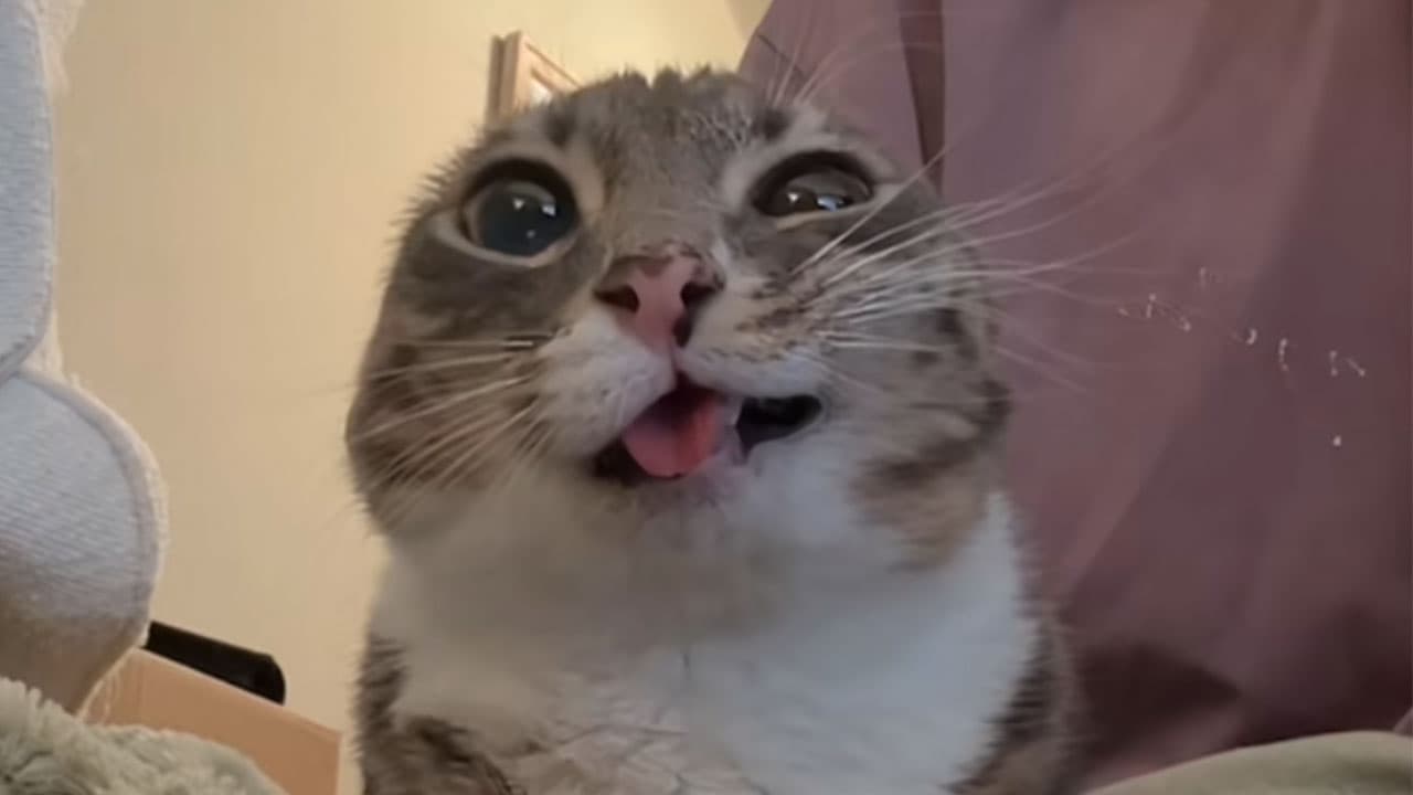 Rigby the Cat meme template - Rigby the Cat