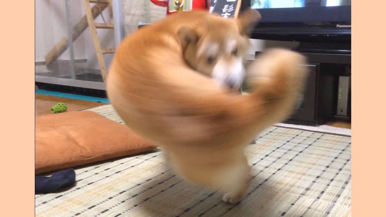 Right-Hook Dog meme template - Right-Hook Dog